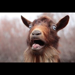 Meet your Posher, Monica